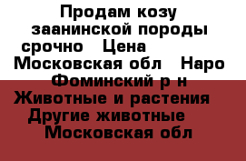Продам козу заанинской породы срочно › Цена ­ 10 000 - Московская обл., Наро-Фоминский р-н Животные и растения » Другие животные   . Московская обл.
